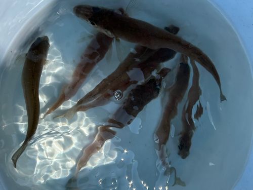 シロギスの釣果