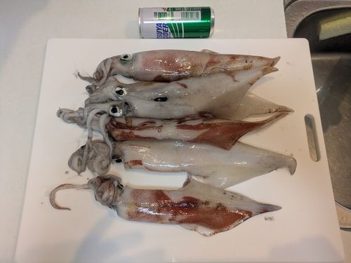 ケンサキイカの釣果