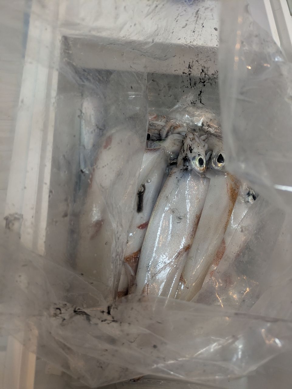 ひら政さんの釣果 2枚目の画像