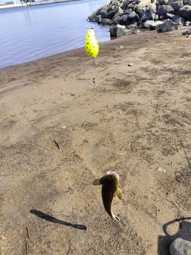 マゴチの釣果