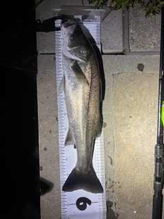 ナマズの釣果