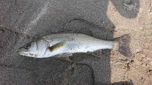 セイゴ（マルスズキ）の釣果