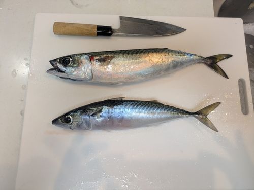 サバの釣果
