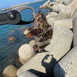 ムラソイ