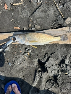 ニベの釣果