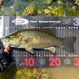 スモールマウスバス