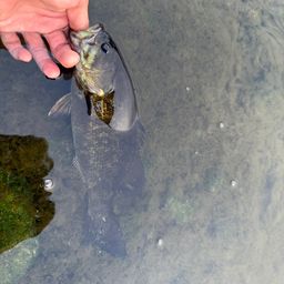 スモールマウスバス