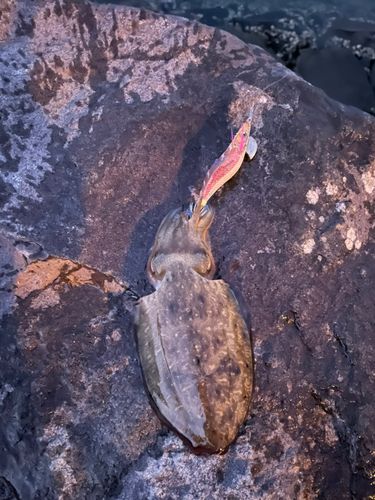 モンゴウイカの釣果