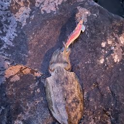 モンゴウイカ