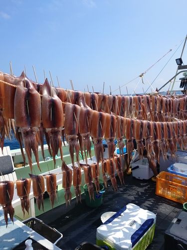 スルメイカの釣果