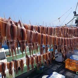 スルメイカ