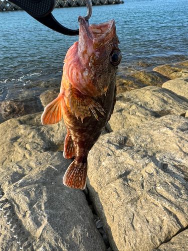 カサゴの釣果