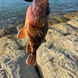 カサゴ