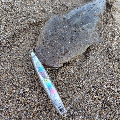 マゴチの釣果