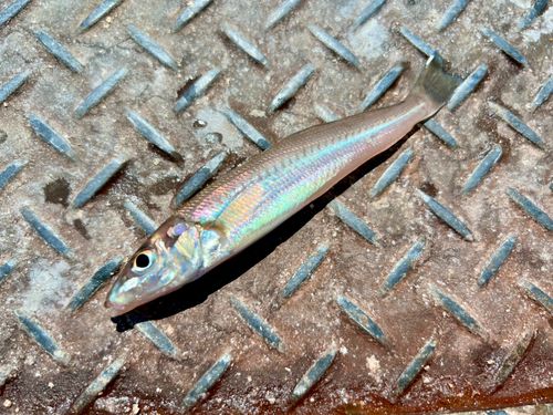 シロギスの釣果