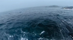 ブリの釣果