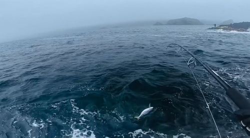 ブリの釣果
