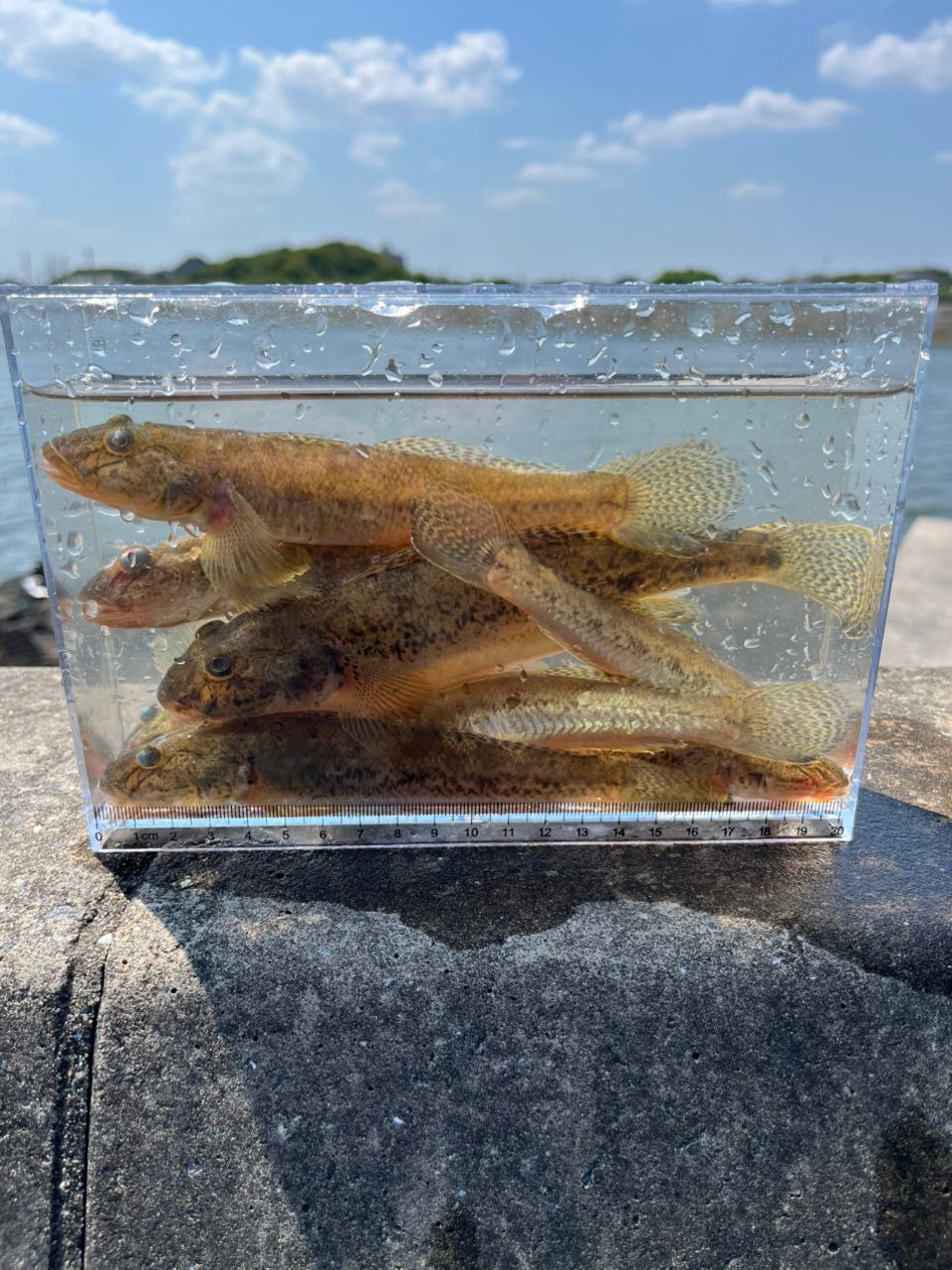 マハゼ