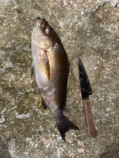 イサキの釣果