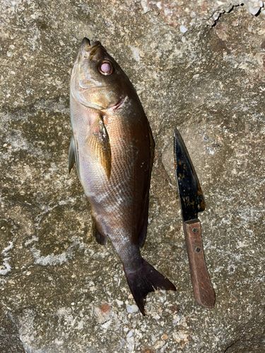 イサキの釣果