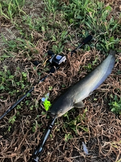 ニホンナマズの釣果
