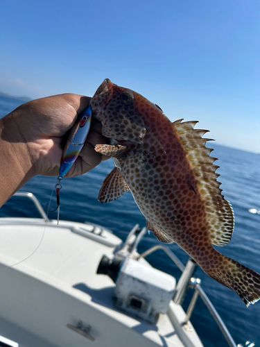 オオモンハタの釣果