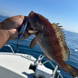 オオモンハタ