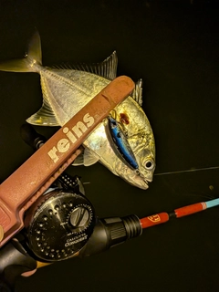 メッキの釣果
