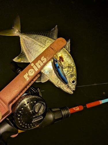 メッキの釣果