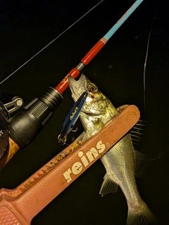 セイゴ(マルスズキ)の釣果