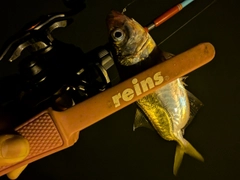 マアジの釣果