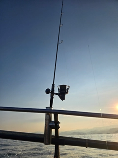 ケンサキイカの釣果