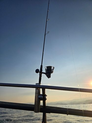 ケンサキイカの釣果