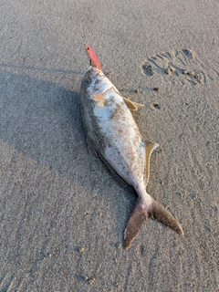 ショゴの釣果