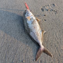ショゴ