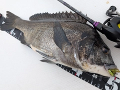 チヌの釣果