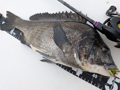 チヌの釣果