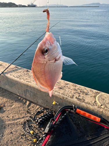 チャリコの釣果