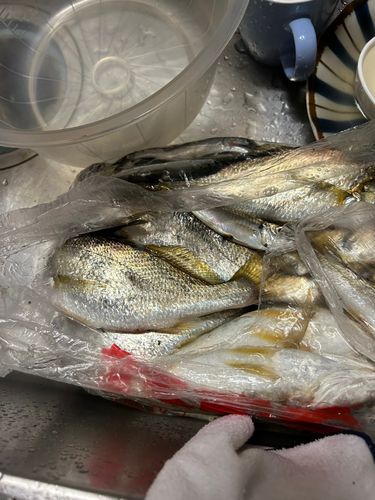 釣果