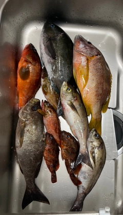 フエダイの釣果