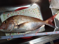 マダイの釣果
