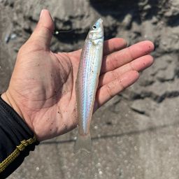 シロギス