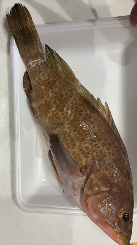 アコウの釣果