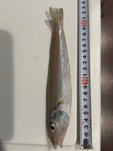 キスの釣果