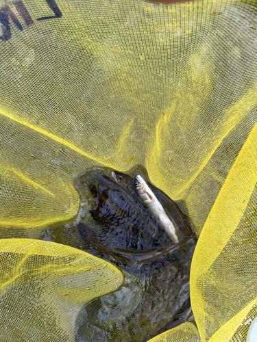 アユの釣果
