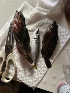 カサゴの釣果
