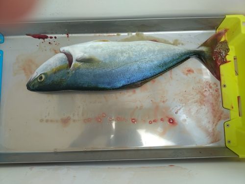 ヤズの釣果