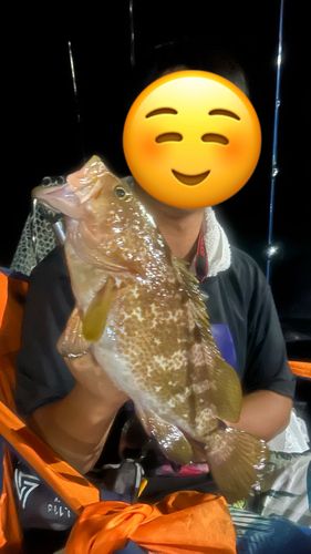 キジハタの釣果