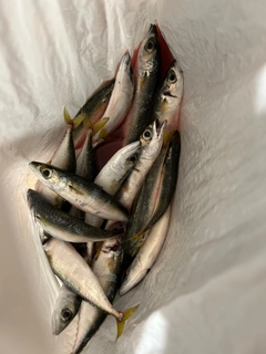 サバの釣果