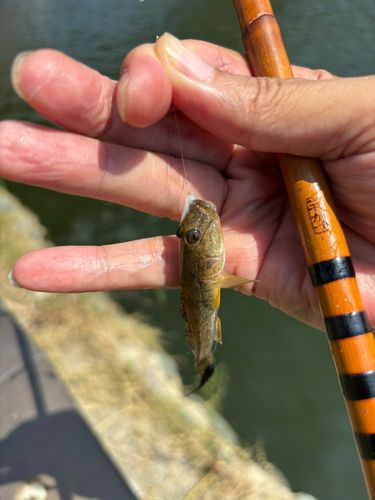 マハゼの釣果